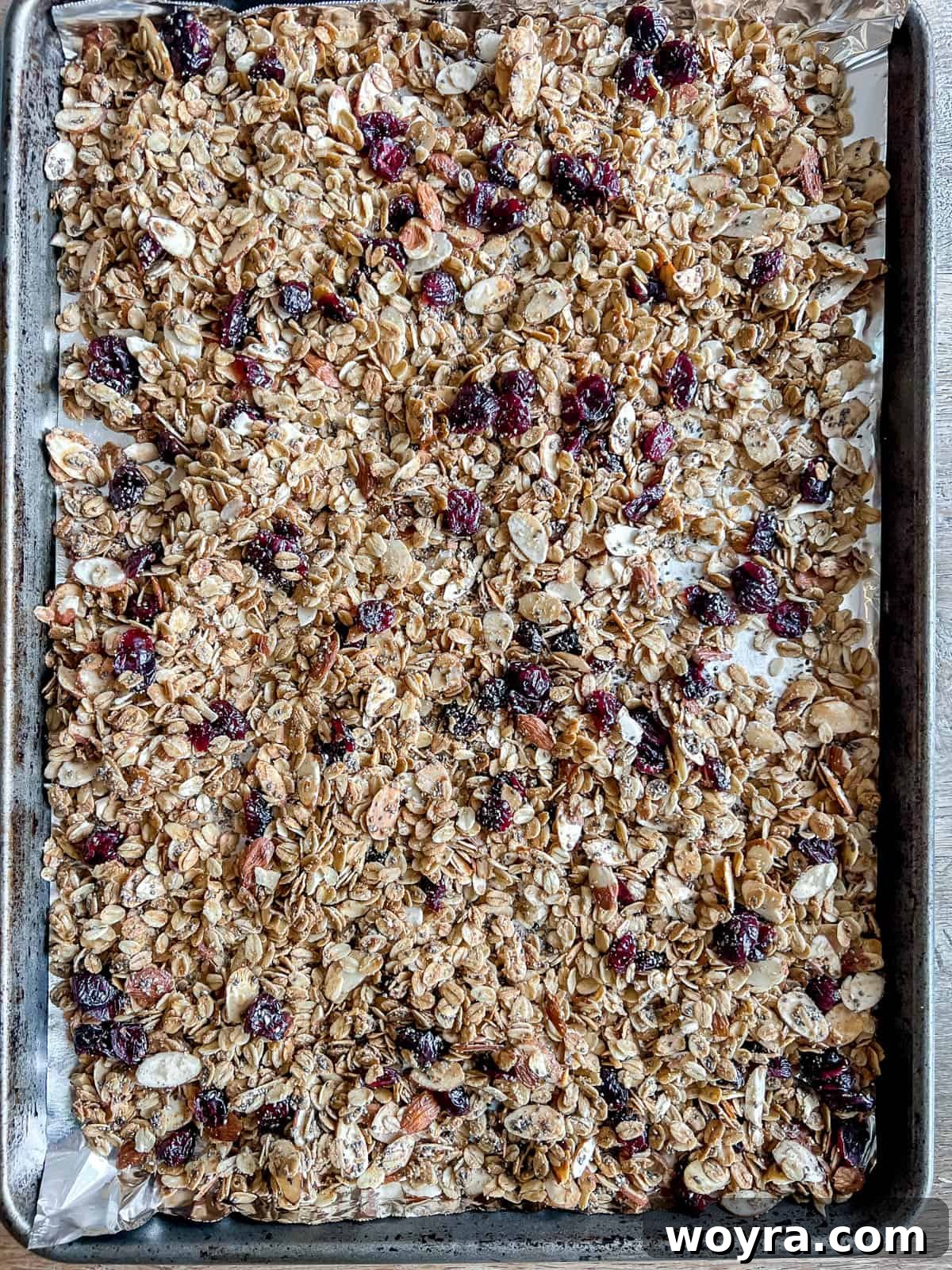 Artisan Olive Oil Granola Almonds and Chia 9 Partially baked olive oil granola on a baking sheet, with dried cranberries recently added and mixed in, before the final baking stage.