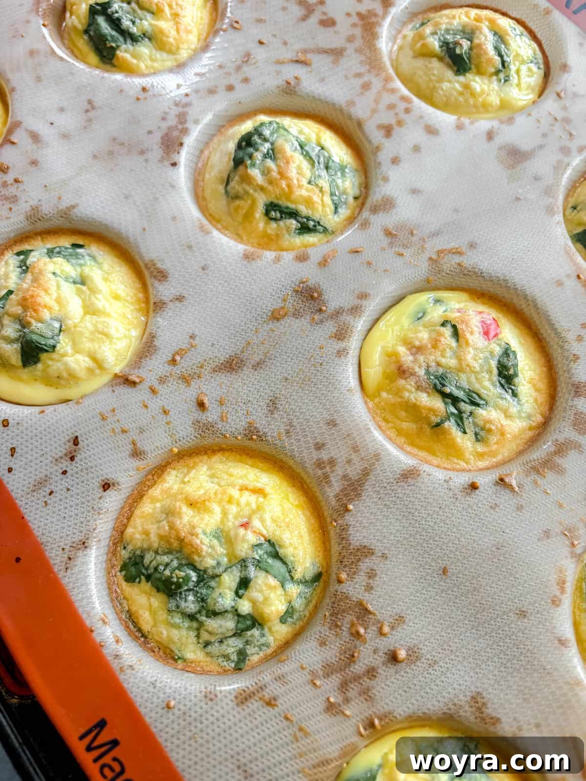 High-Protein Cottage Cheese Egg Bites with Spinach & Pepper 8 High protein egg bites cooling in pan.